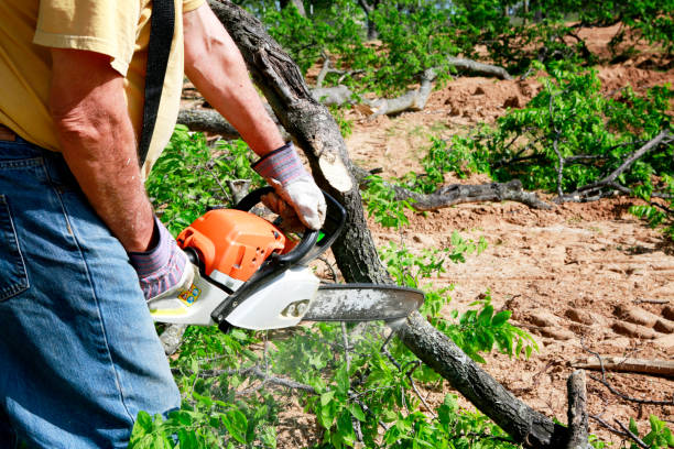 Best Stump Grinding Near Me  in Ilco, WA